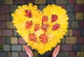 Women`s hands hold a heart of yellow and red maple and oak leaves Royalty Free Stock Photo