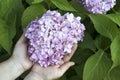 Women`s hands hold a hydrangea flower. The concept of garden work, plant care