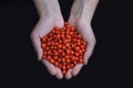 Women`s hands hold Rowan berries on a black background Royalty Free Stock Photo