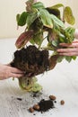 Women's hands holding houseplant Royalty Free Stock Photo