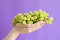 Women`s hands holding a large handful of ripe bunch of grapes