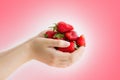 Women`s hands holding a large handful of ripe strawberries Royalty Free Stock Photo