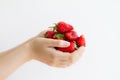 Women`s hands holding a large handful of ripe strawberries