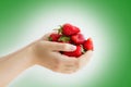 Women`s hands holding a large handful of ripe strawberries