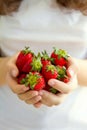 Women`s hands holding a large handful of ripe strawberries Royalty Free Stock Photo