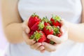 Women`s hands holding a large handful of ripe strawberries