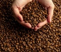 Women`s hands holding in heap of a large handful of coffee beans on the background of coffee