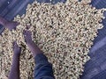 Women's hands mixing coffee cherries processed by the Honey process in the Sidama region, Ethiopia Royalty Free Stock Photo