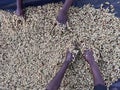 Women\'s hands mixing coffee cherries processed by the Honey process in the Sidama region, Ethiopia