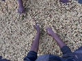 Women's hands mixing coffee cherries processed by the Honey process in the Sidama region, Ethiopia Royalty Free Stock Photo