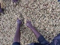 Women's hands mixing coffee cherries processed by the Honey process in the Sidama region, Ethiopia