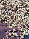 Women\'s hands mixing coffee cherries processed by the Honey process in the Sidama region, Ethiopia