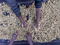 Women's hands mixing coffee cherries processed by the Honey process in the Sidama region, Ethiopia Royalty Free Stock Photo