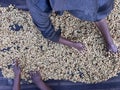 Women's hands mixing coffee cherries processed by the Honey process in the Sidama region, Ethiopia Royalty Free Stock Photo