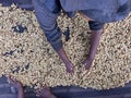 Women's hands mixing coffee cherries processed by the Honey process in the Sidama region, Ethiopia Royalty Free Stock Photo