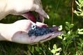 Women's hands pick blueberries.