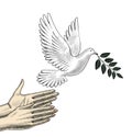 Women`s hands release the dove of peace Royalty Free Stock Photo