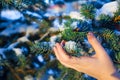 Women`s hands in winter, touch the snow-covered branches of blue spruce