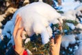 Women`s hands in winter, touch the snow-covered branches of blue spruce