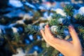 Women`s hands in winter, touch the snow-covered branches of blue spruce