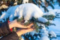 Women`s hands in winter, touch the snow-covered branches of blue spruce