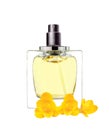 Women's perfume in beautiful bottle and freesia flowers isolated Royalty Free Stock Photo