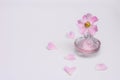 Women`s perfume, pink flower, petals on a white background Royalty Free Stock Photo