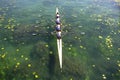 Women`s quadruple rowing team on green lake