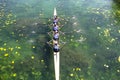 Women`s quadruple rowing team on green lake