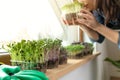 Women savour fresh grown microgreens on a sill near sunny window. Home grown healhy superfood microgreens