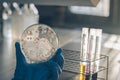 Women scientist holding petri dish soil microorganisms on nutrient agar in laboratory Royalty Free Stock Photo