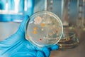 Women scientist holding petri dish soil microorganisms on nutrient agar in laboratory Royalty Free Stock Photo