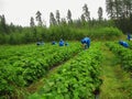 Women seasonal workers in blue rain suit to pick strawberries