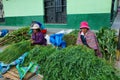 Women selling diferent plants in Yungay, Peru