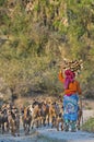 Women shepherd with the herd of goats in an indian village