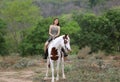 Women on skirt dress Riding Horses On field landscape Against forest. Royalty Free Stock Photo