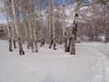 Women snowshoeing Royalty Free Stock Photo