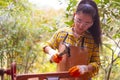 Women standing builder wearing checked shirt worker of construction site hammering nail in the wooden Royalty Free Stock Photo