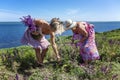 Women in sundresses collect purple sage in a field against the backdrop of the sea on a sunny day. Preparation of medicinal herbs Royalty Free Stock Photo