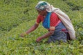 Women Tea pickers on a plantation at Nuwara Eliya Royalty Free Stock Photo