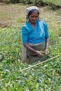 Women Tea pickers on a plantation at Nuwara Eliya Royalty Free Stock Photo