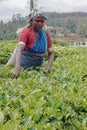 Women Tea pickers on a plantation at Nuwara Eliya Royalty Free Stock Photo