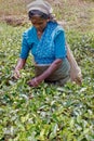 Women Tea pickers on a plantation at Nuwara Eliya Royalty Free Stock Photo