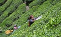 Women at tea plantation