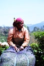 women tea workers secure benefits at Munnar, Kerala, India. Royalty Free Stock Photo