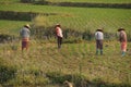 Women tend their crops Royalty Free Stock Photo