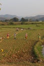 Women tend their crops Royalty Free Stock Photo