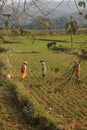 Women tend their crops Royalty Free Stock Photo