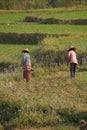 Women tend their crops Royalty Free Stock Photo