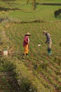 Women tend their crops Royalty Free Stock Photo